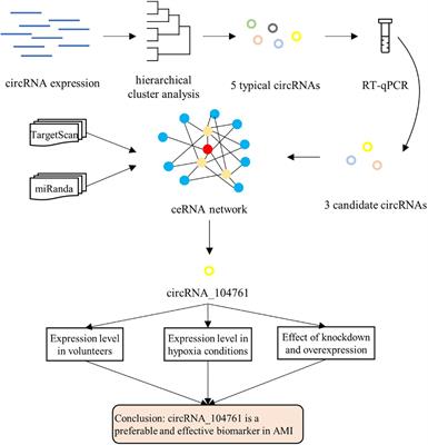 Frontiers | Detection Of CircRNA Biomarker For Acute Myocardial ...